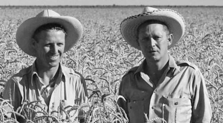 Borlaug and Harrar in a field of tall wheat, 1948