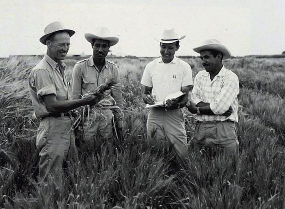 Borlaug and his 'wheat apostles'