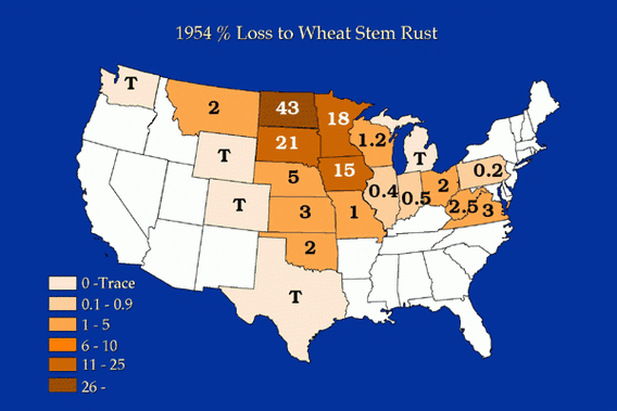 1954 Percentage Loss from Stem Rust Fungus map